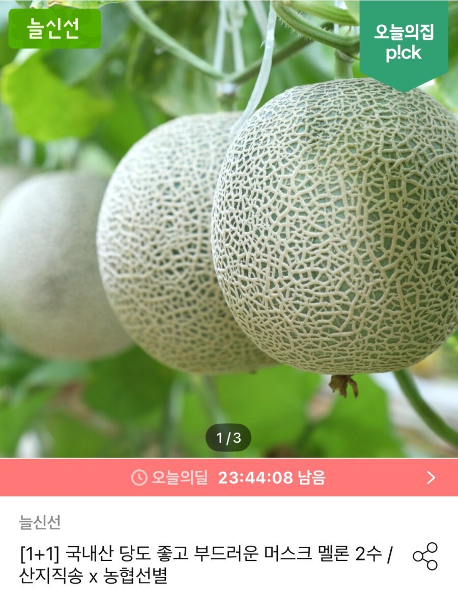 [오늘의집] 국내산 고당도 머스크메론 1+1 통당 1.6키로 이상
